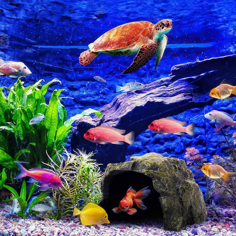 Reptile Rock Hide Cave